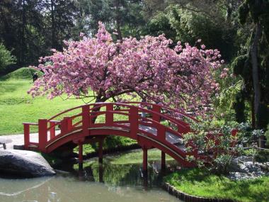 jardin japonais 7 TOULOUE