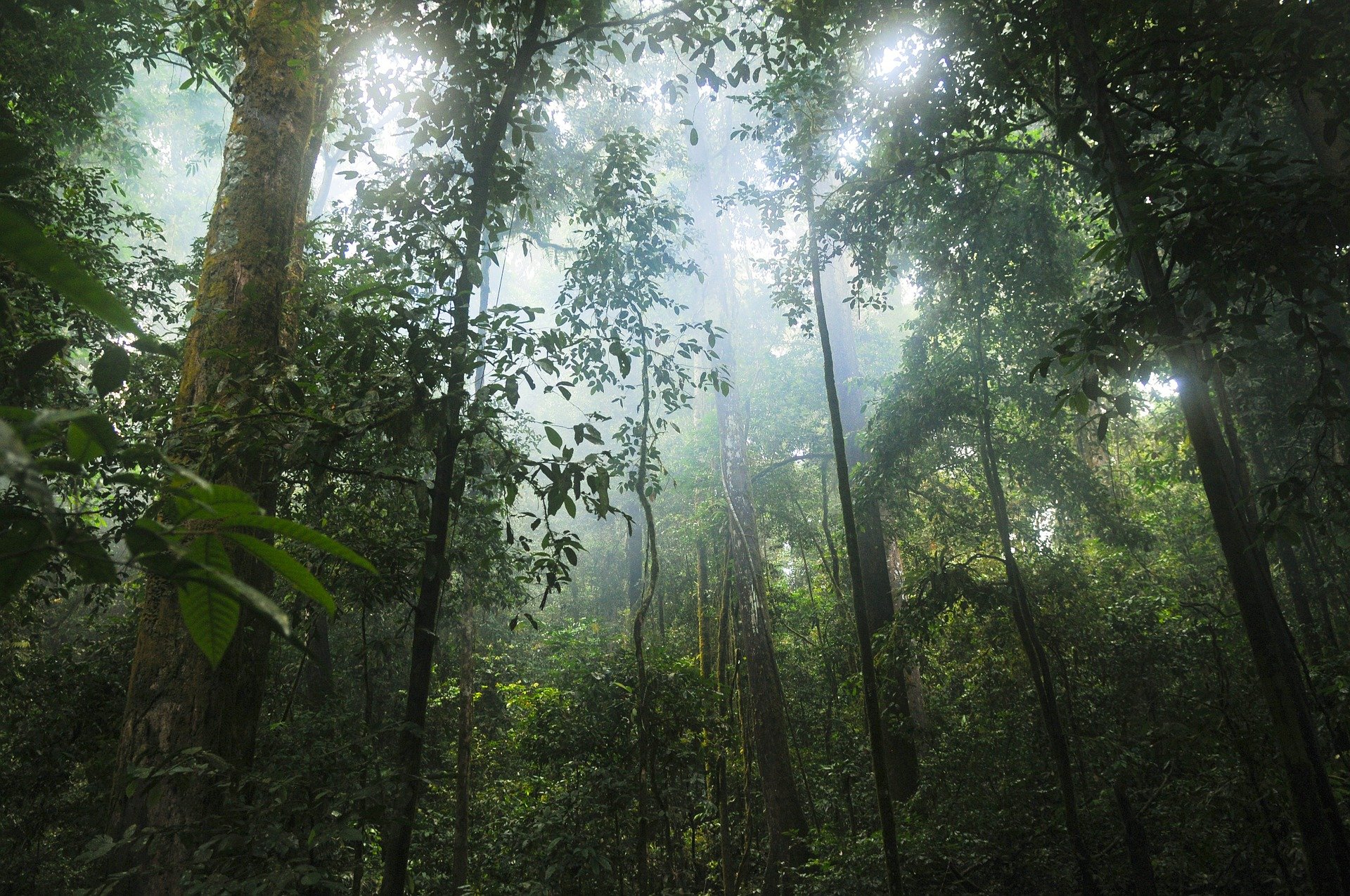 LE LIVRE DE LA JUNGLE Le 21 déc 2024