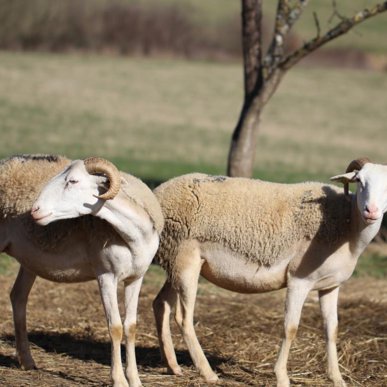 la bergerie d'Augustin-mouton