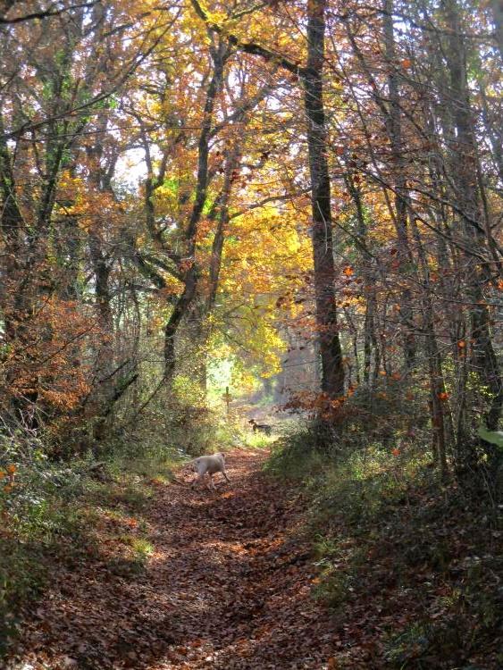 le_burgaud_foret-credit_la_sourciere-d-eros, LE BURGAUD