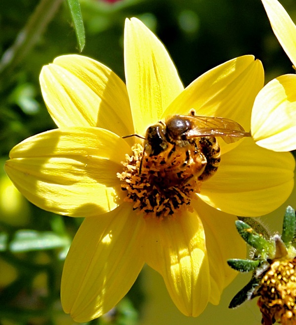 le sentier d'entomologie bouconne