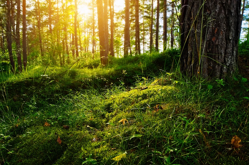 lisière_de_foret_en_hauts_tolosans