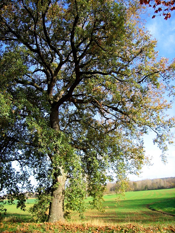 LE RIBAROT