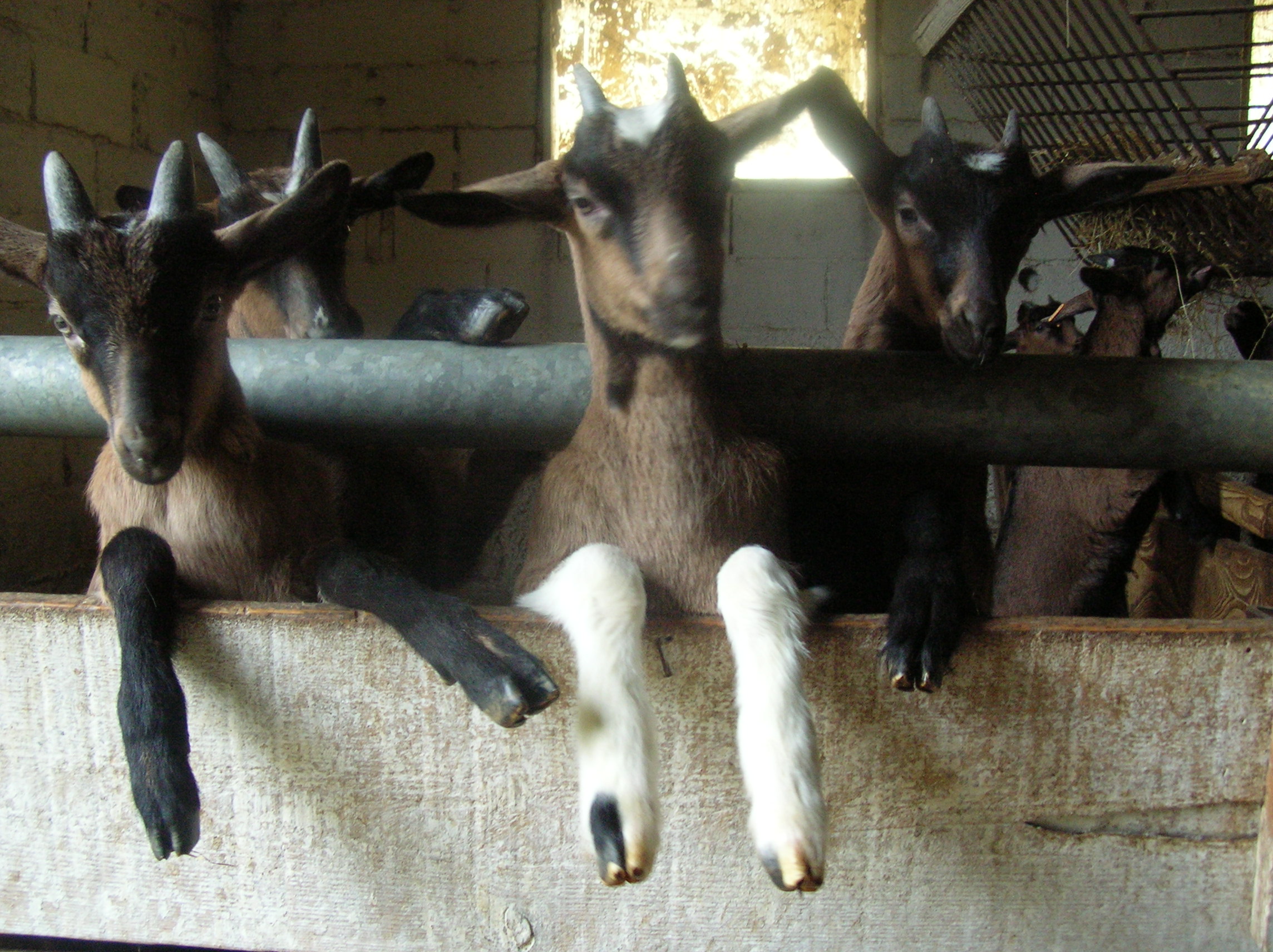 LA FERME D'EN BARRUS
