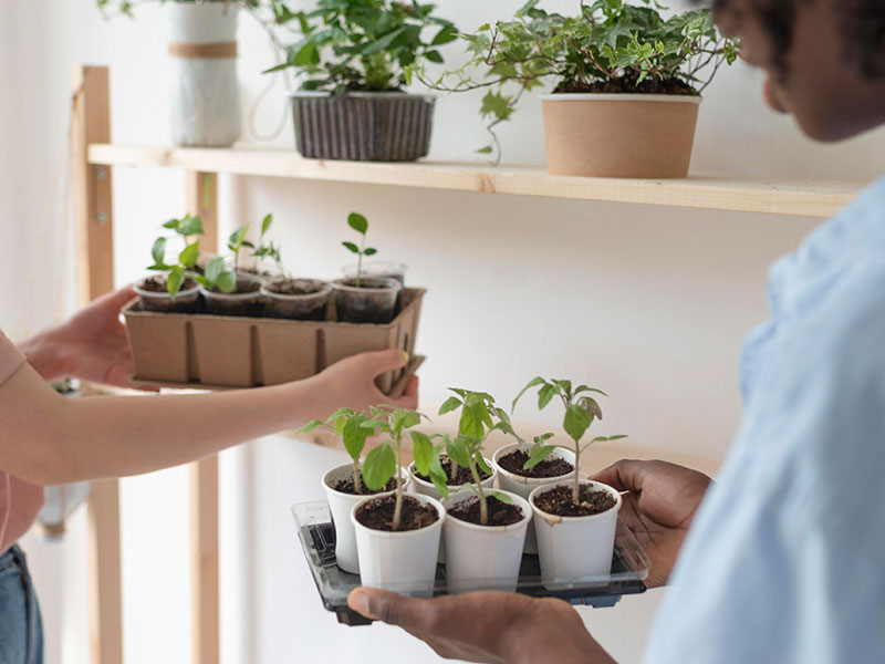 troc-aux-plantes