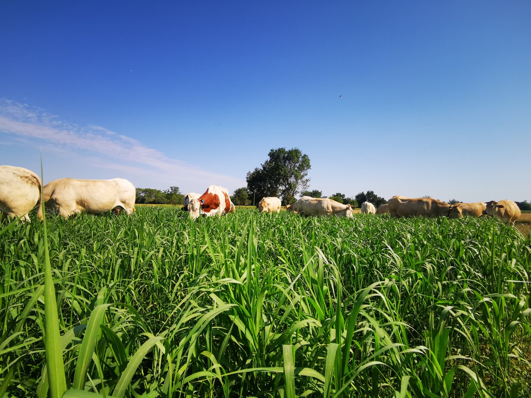 Ferme de la Bouriette