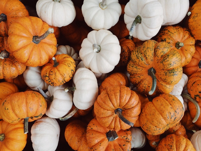 citrouille-automne, ONDES