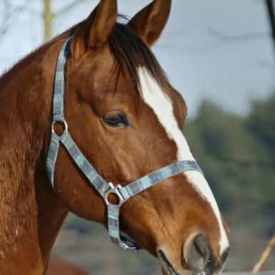 equi libre 360 balades poneys